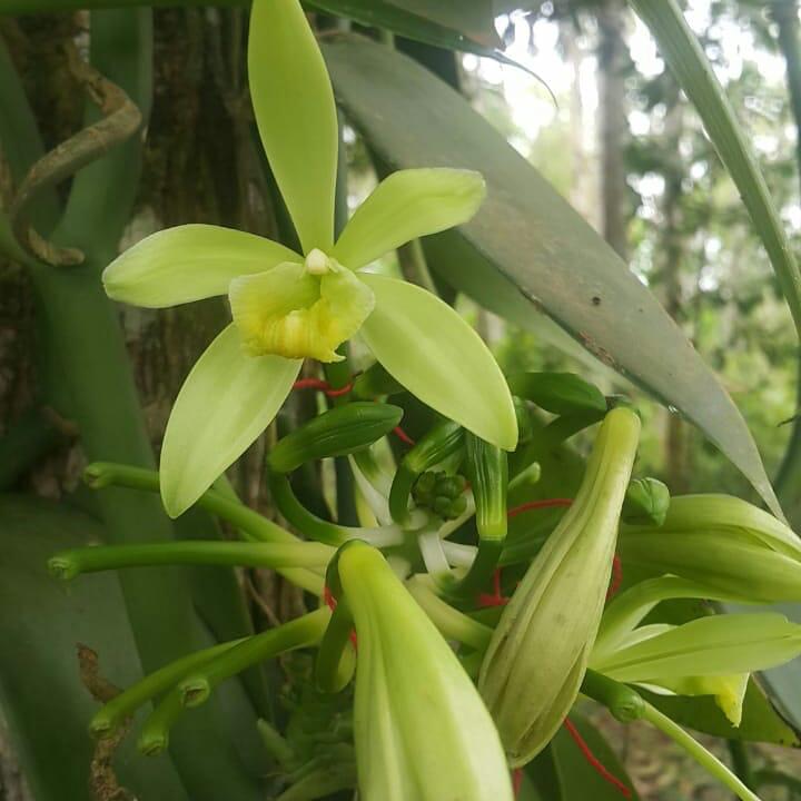 Especiaria milenar, a baunilha nasce de uma orquídea | A TARDE