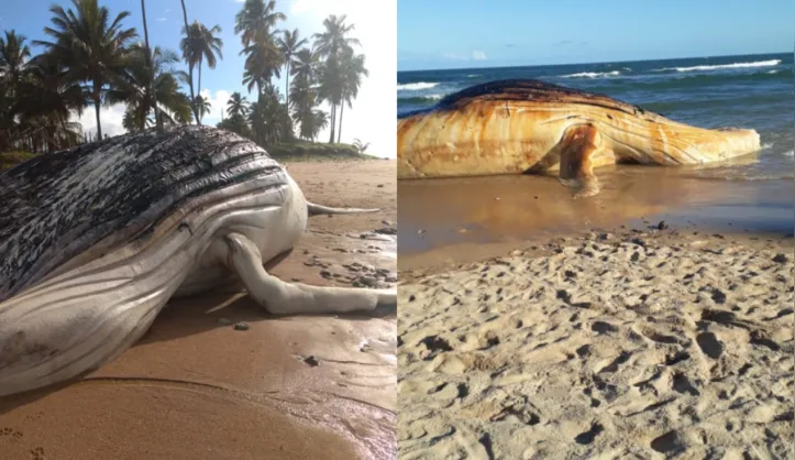 Baleia foi encontrada encalhada na praia no dia 29 de agosto