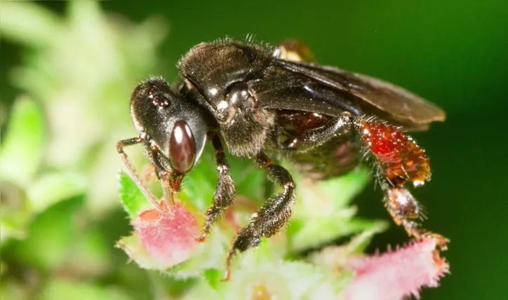 Imagem ilustrativa da imagem Abelhas garantem a renovação da flora do planeta