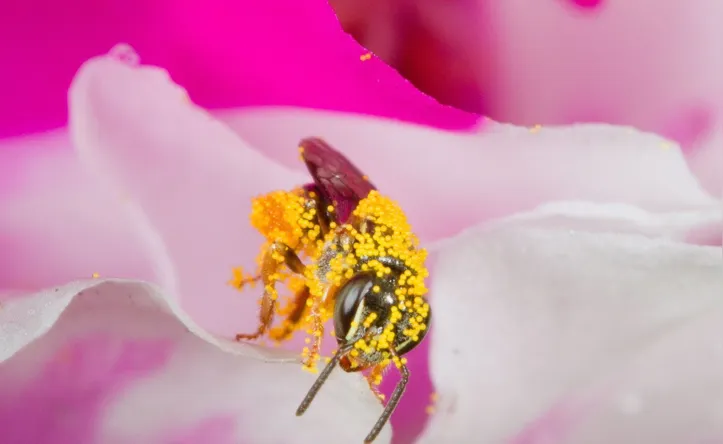 Imagem ilustrativa da imagem Abelhas garantem a renovação da flora do planeta