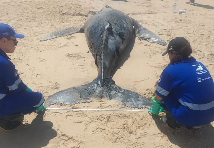 Equipe do Projeto Baleia Jubarte fazendo monitoramento de encalhe em praia de Baixio, no litoral norte da Bahia