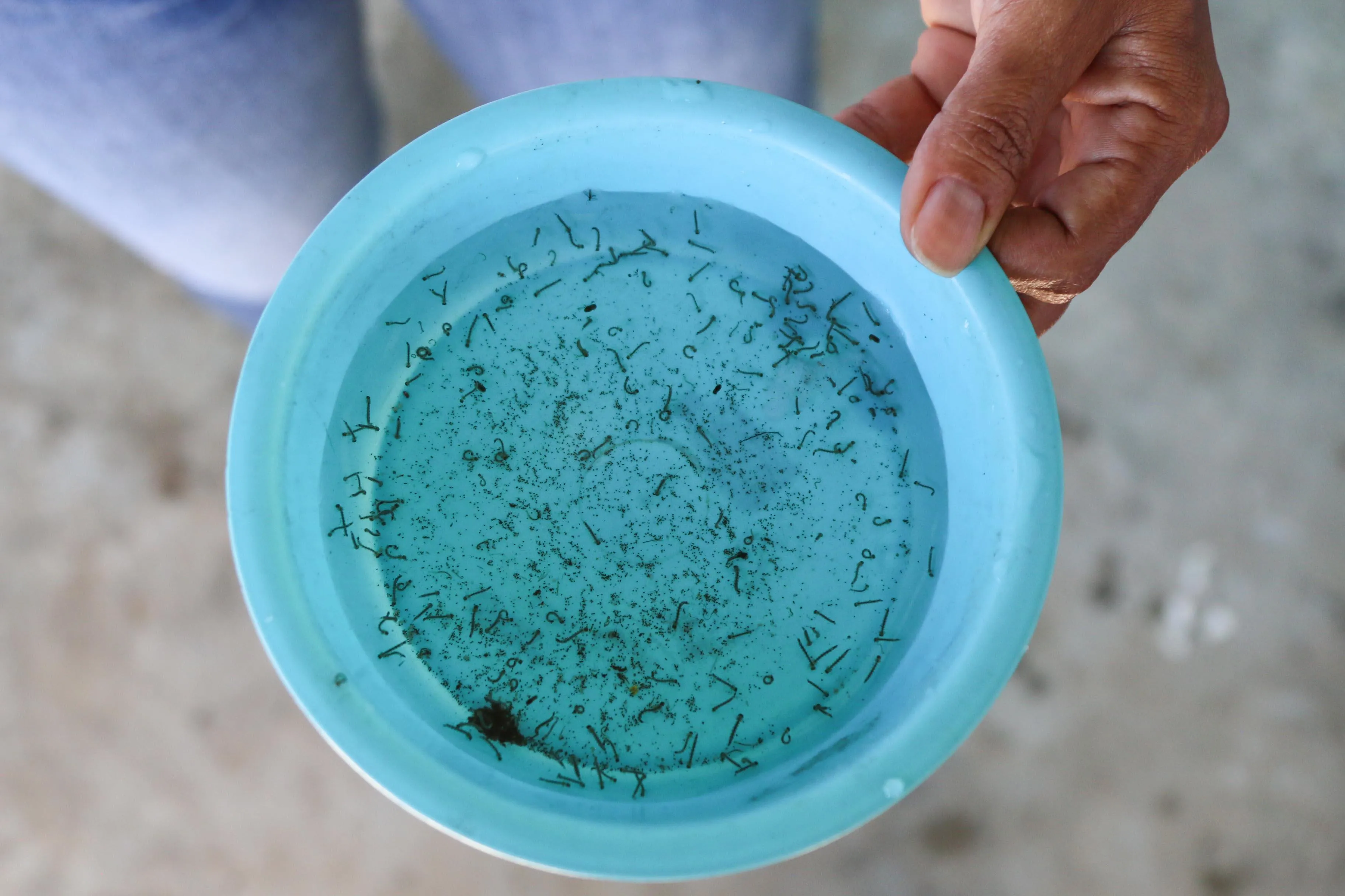 Larvas do mosquito da Dengue