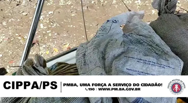 Imagem ilustrativa da imagem Vídeo: Cerca de 6 mil caranguejos são resgatados em ação policial