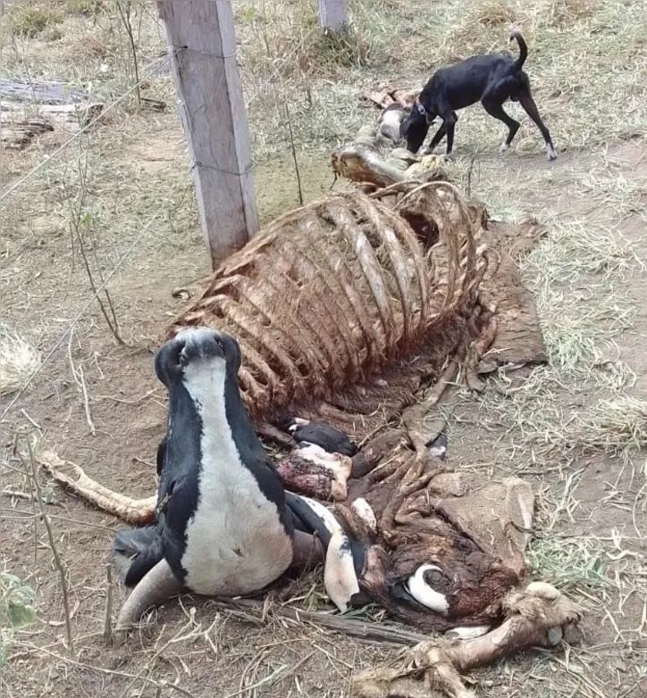 Gado da fazenda sendo sacrificado e até revendido ilegalmente pelos invasores