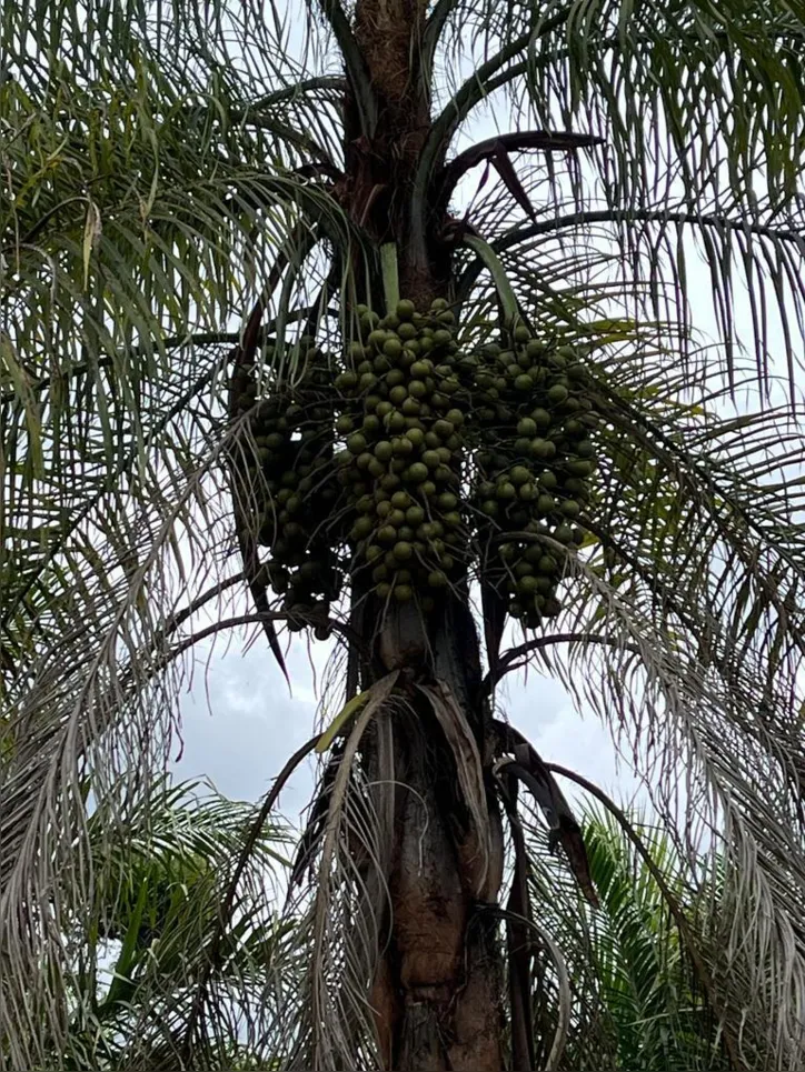 Imagem ilustrativa da imagem Jerônimo assina documento que prevê investimentos de R$ 12 bi na Bahia