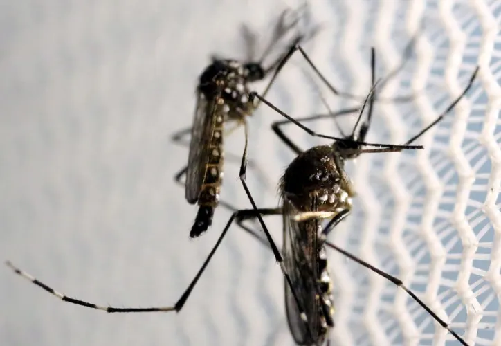 O principal meio de transmissão das 3 arboviroses, dengue, chikungunya e zika, é a picada de mosquitos Aedes Aegypti