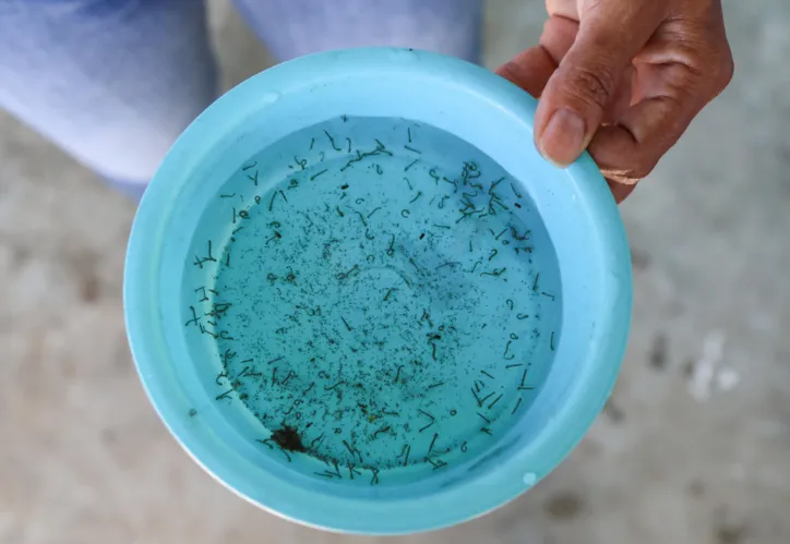 Larvas do mosquito da Dengue