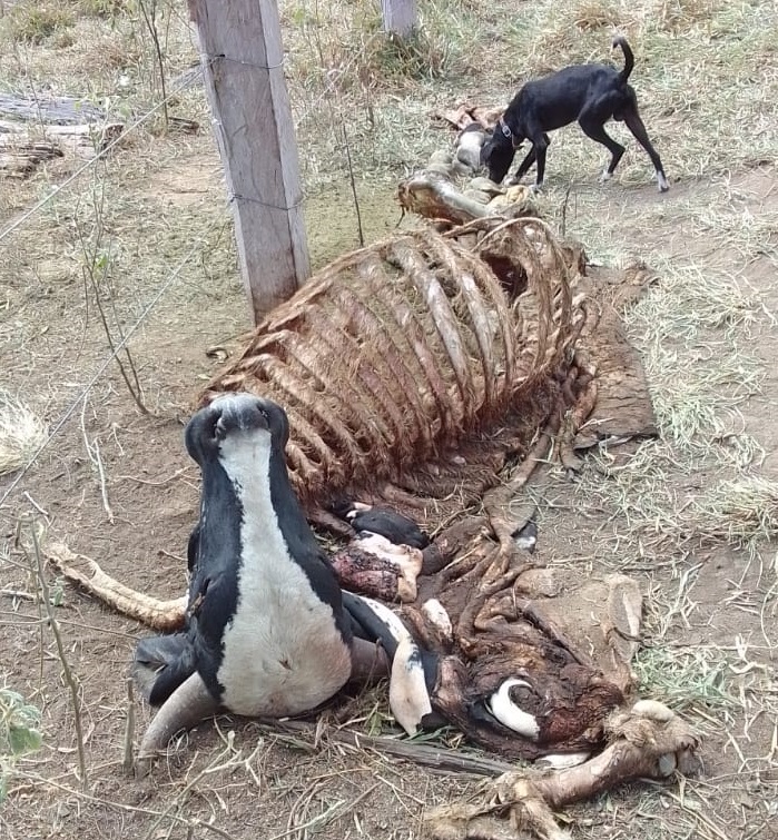 Gado da fazenda sendo sacrificado e até revendido ilegalmente pelos invasores