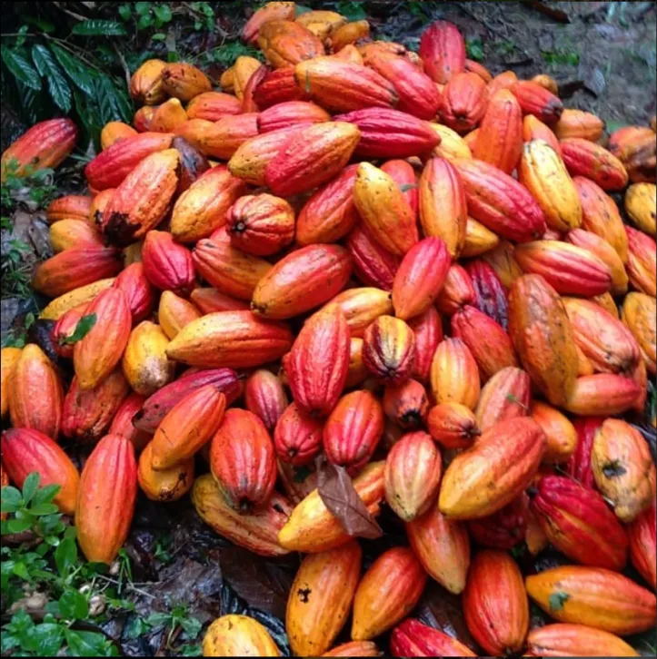 Imagem ilustrativa da imagem Considerado néctar dos deuses, o chocolate é um alimento irresistível