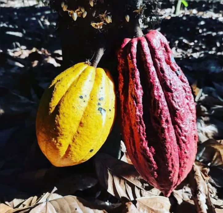 Imagem ilustrativa da imagem Considerado néctar dos deuses, o chocolate é um alimento irresistível