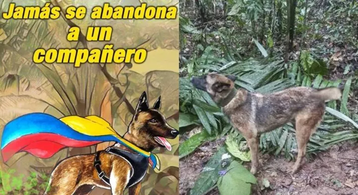 O cão farejador Wilson ainda está desaparecido