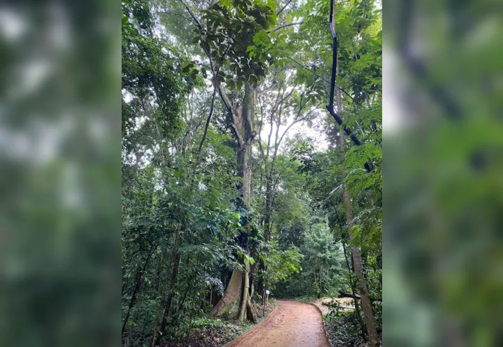 Na trilha dos Oitis você pode caminhar e contemplar a beleza do local