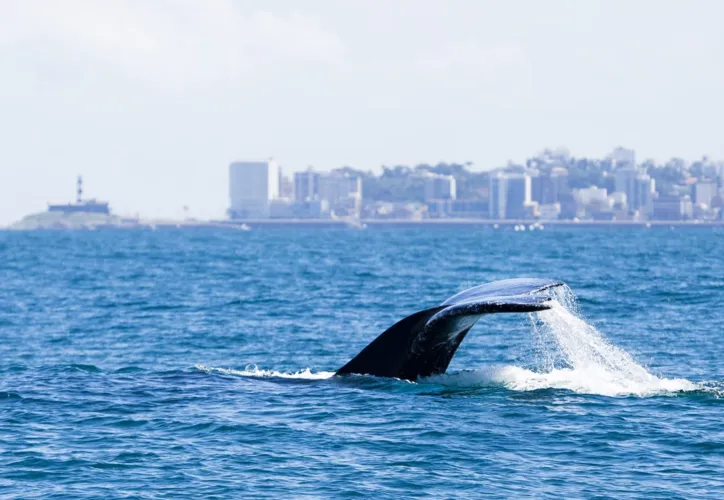 O turismo de observação das baleias jubarte é uma prática que cresceu nos últimos anos