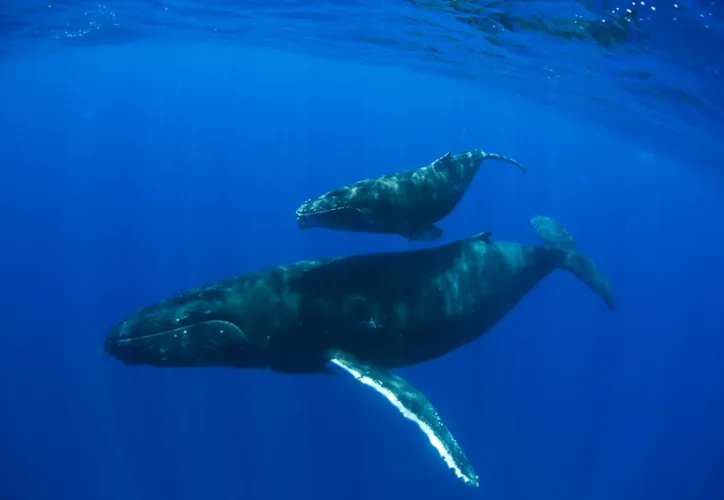 Já foram registradas mais de 25 mil baleias jubarte no Brasil até o momento