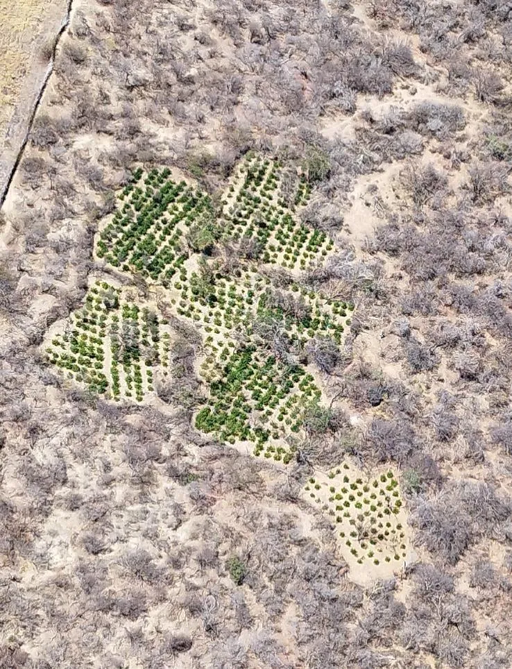 Imagem ilustrativa da imagem Três presos e 130 mil pés de maconha erradicados em operação da PF