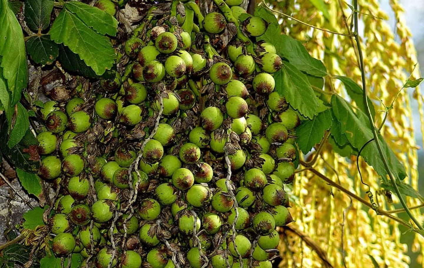 Patrimônio biocultural, o licuri é bastante valorizado