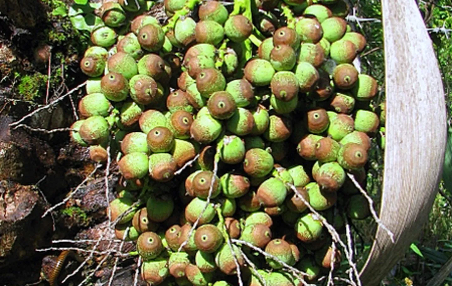 Patrimônio biocultural, o licuri é bastante valorizado