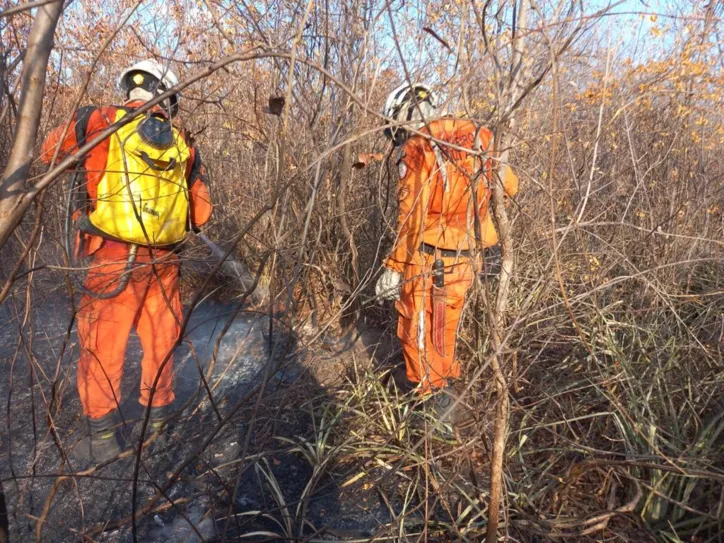 Calor tem gerado focos de incêndio florestal na região Oeste da Bahia