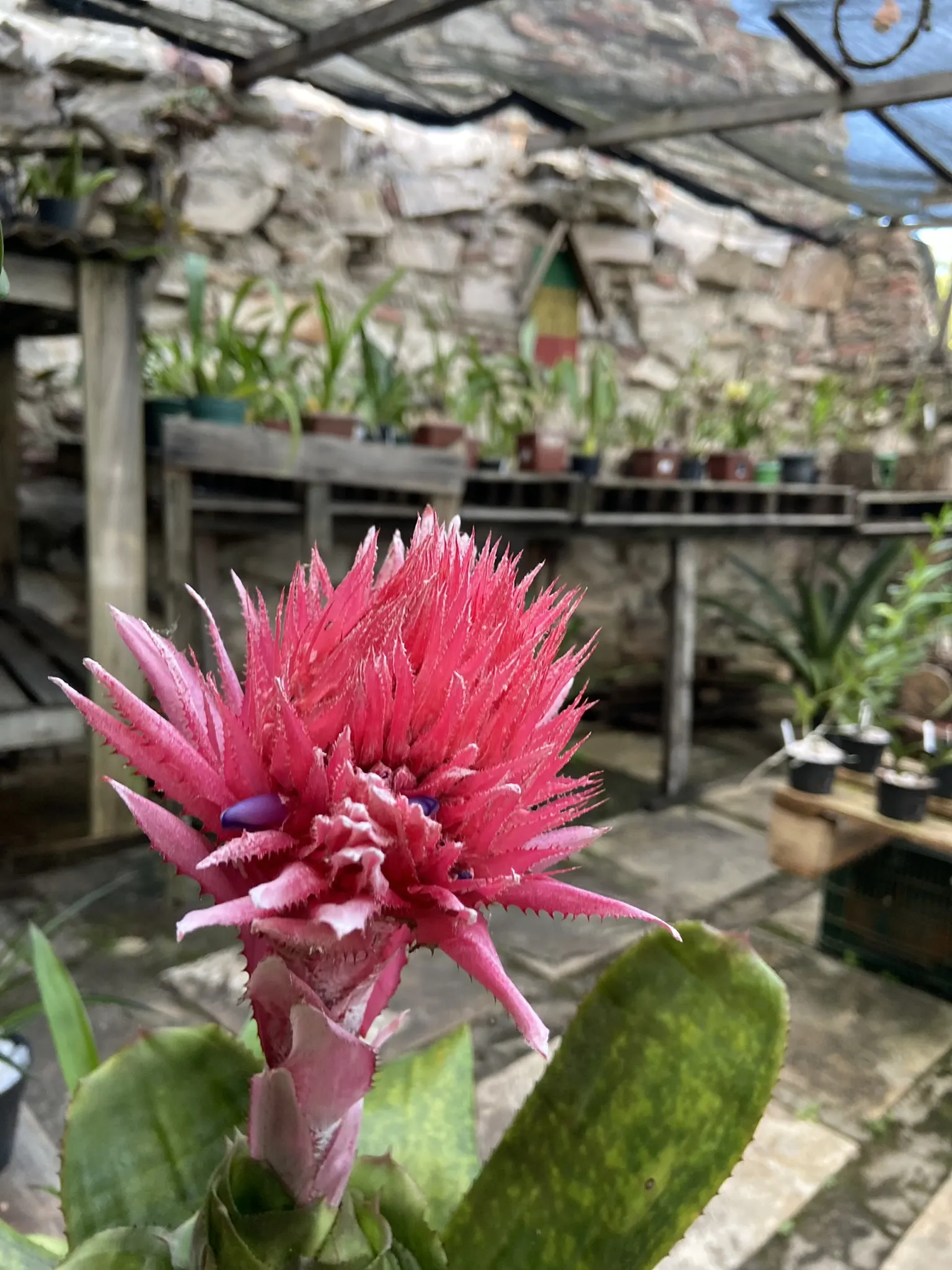 Além das orquídeas, são cultivadas várias bromélias