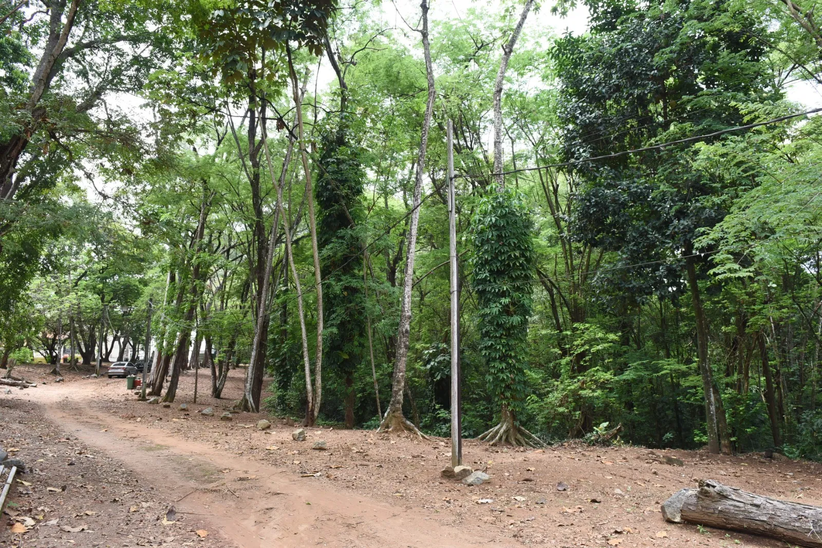 O parque servirá para a preservação ambiental em Salvador, na Mata Escura, situado nas proximidades da Estrada das Barreiras