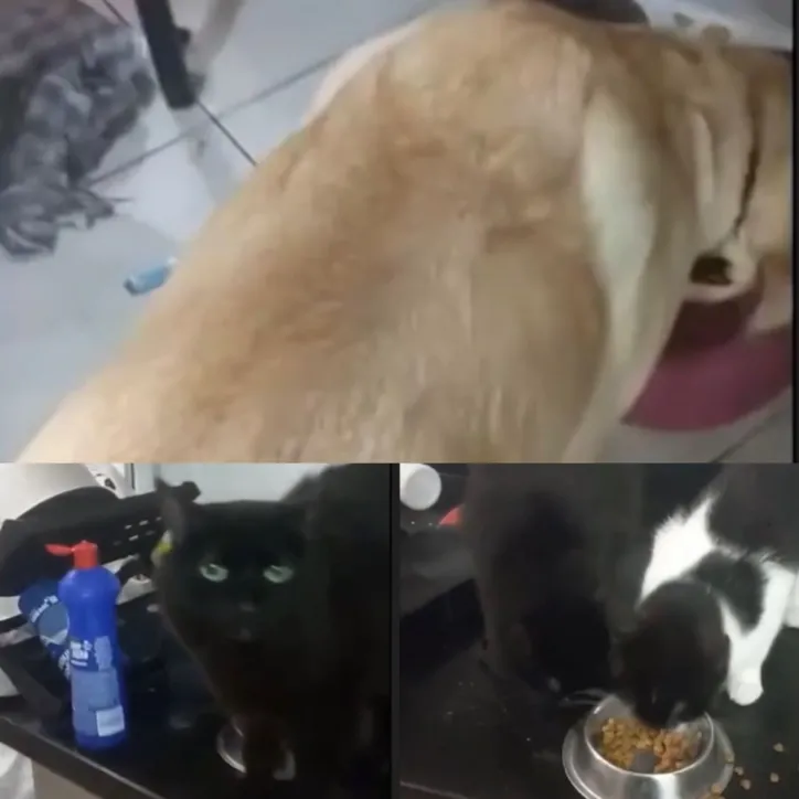 No local, agentes encontraram os animais perto de fezes e sem alimento