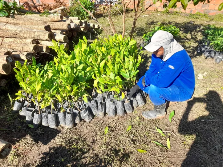 Agricultores recebem estacas de eucalipto para cercar as nascentes e mudas que protegem as margens dos rios, aumentando a absorção de água