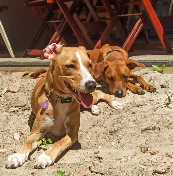 Alguns cuidados gerais com os pets, nessa época, devem ser diferentes do restante do ano