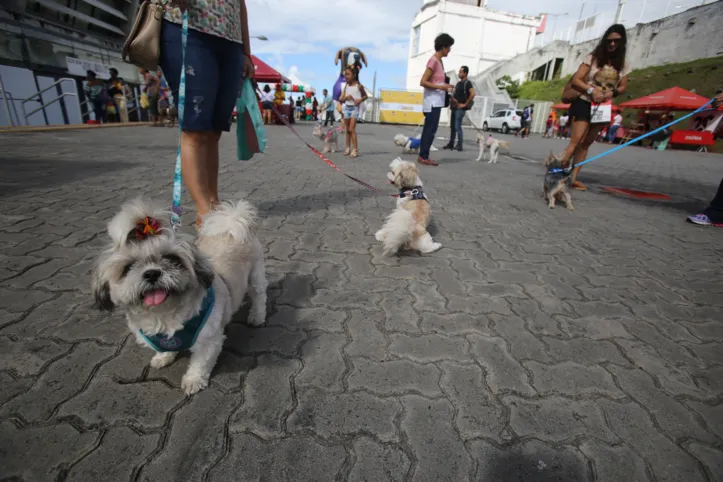 Os tutores devem tomar cuidado com a temperatura do solo para não queimar as patas dos pets