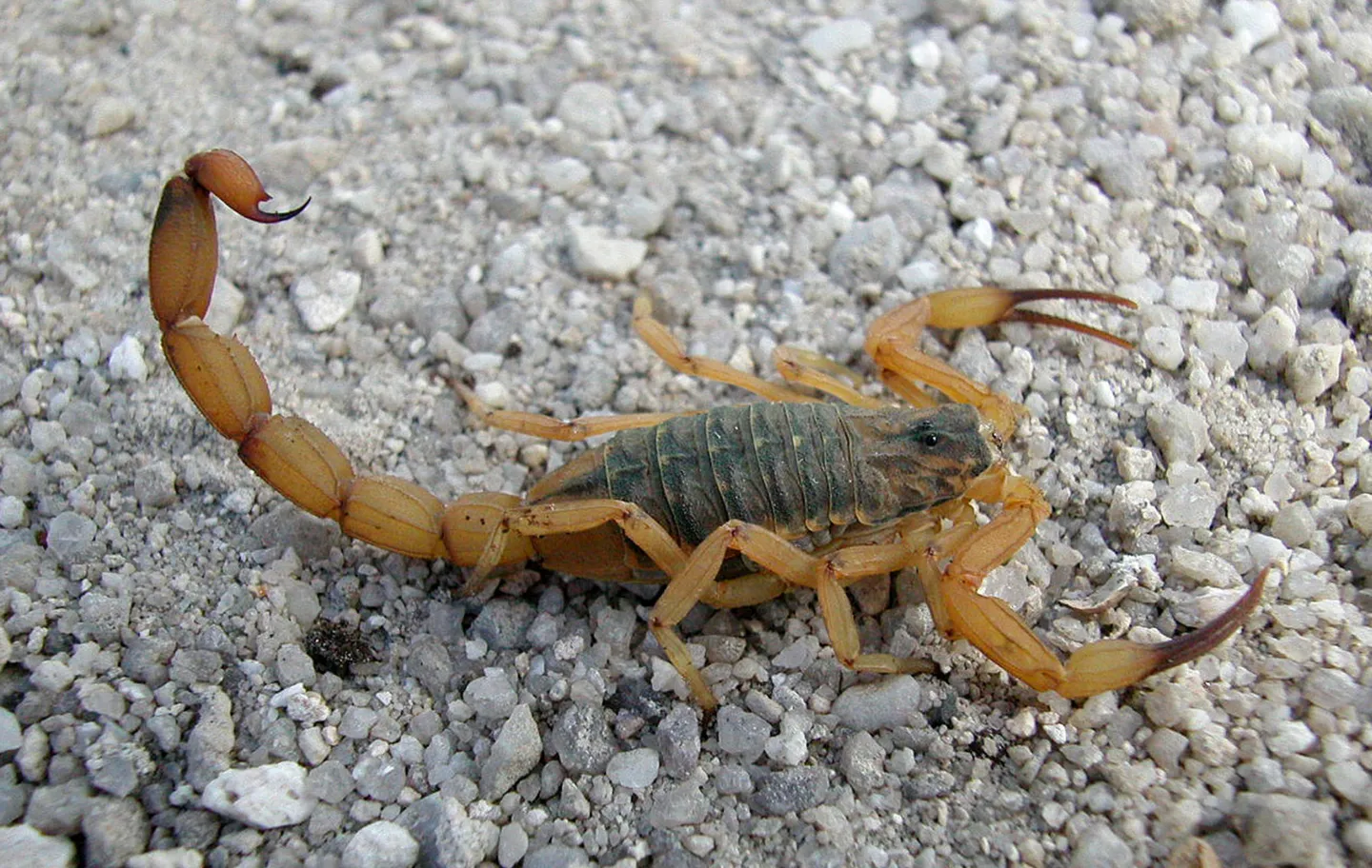 O escorpião-amarelo é o responsável pela maioria dos acidentes graves
