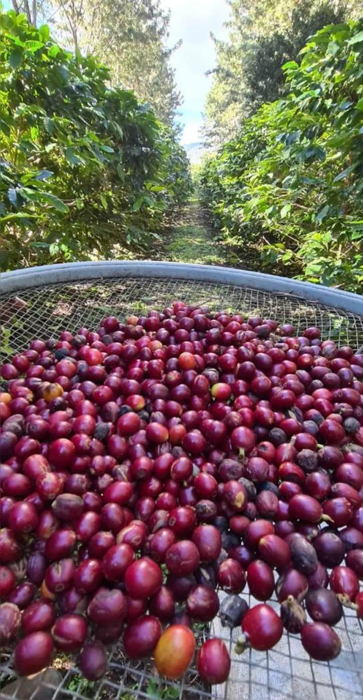 Para se ter um café de qualidade é preciso considerar vários critérios