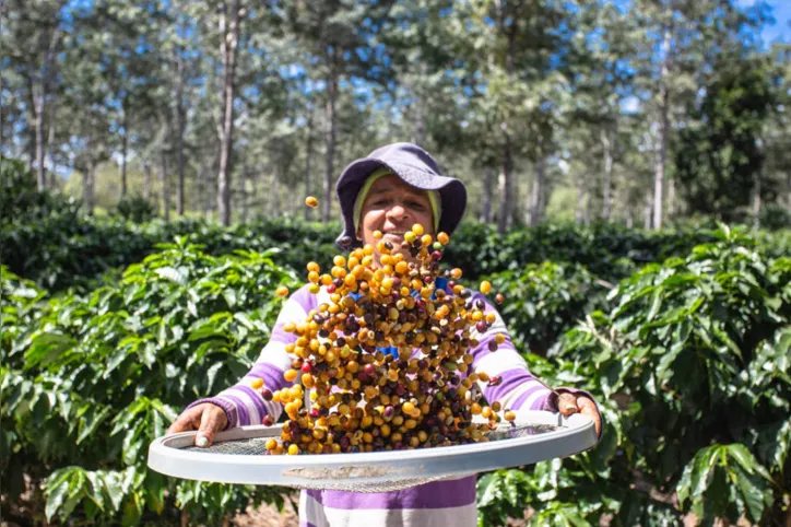 Produção de café na Coopiatã