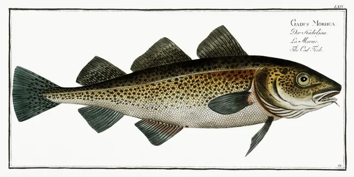 Cod Fish (Gadus Morhua) from Ichtylogie, ou Histoire naturelle: génerale et particuliére des poissons (17851797) by Marcus Elieser Bloch. Original from New York Public Library. Digitally enhanced by rawpixel.