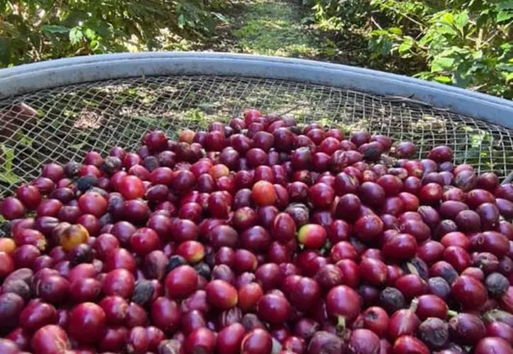 Para se ter um café de qualidade é preciso considerar vários critérios