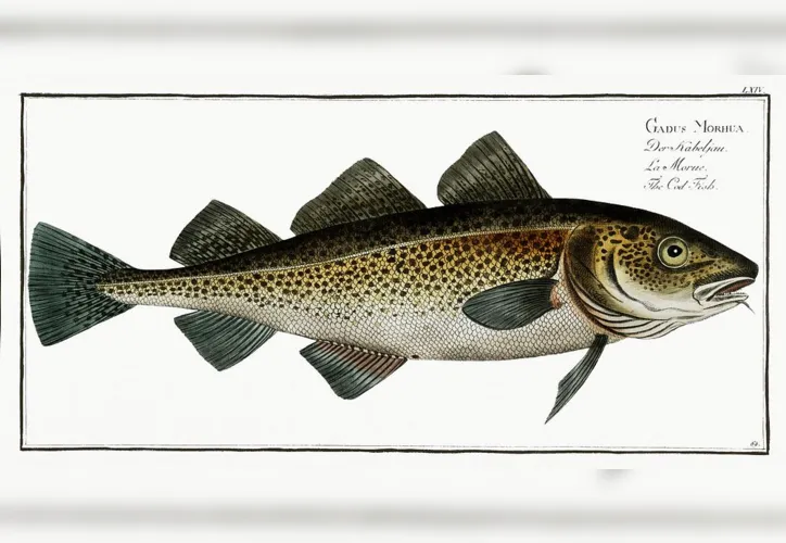 Cod Fish (Gadus Morhua) from Ichtylogie, ou Histoire naturelle: génerale et particuliére des poissons (17851797) by Marcus Elieser Bloch. Original from New York Public Library. Digitally enhanced by rawpixel.