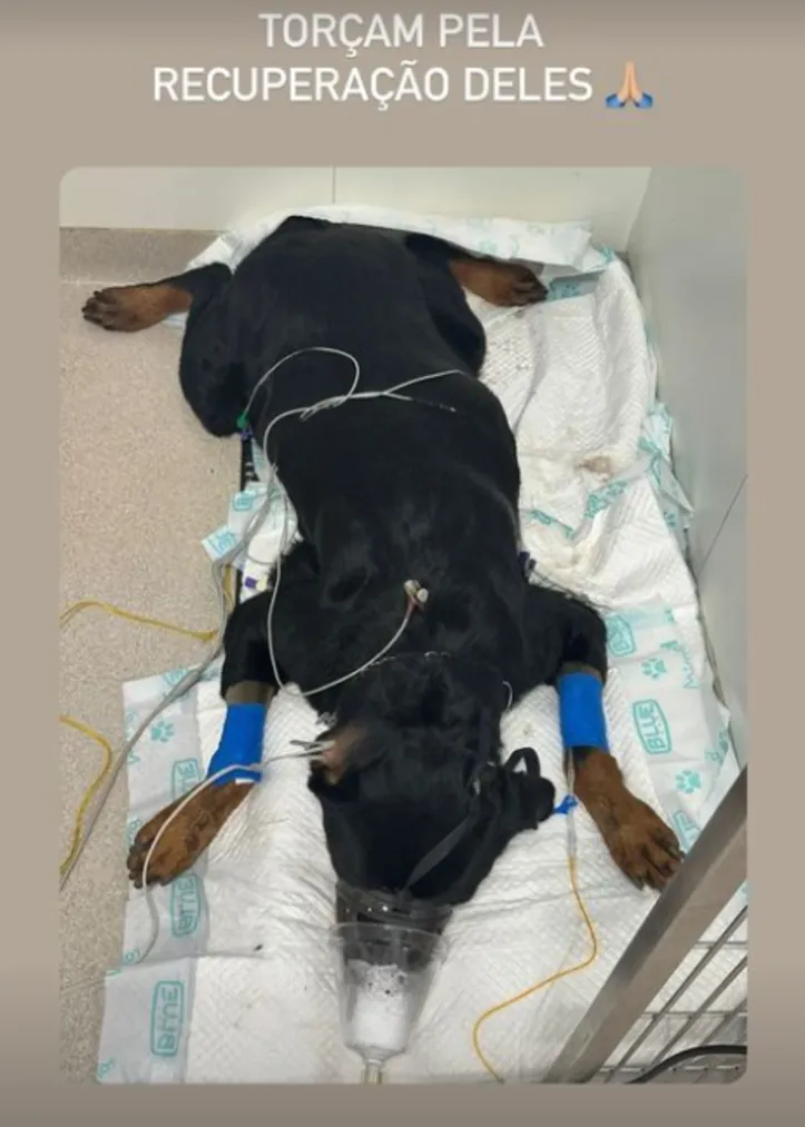 Imagem ilustrativa da imagem Cachorro do ator Cauã Reymond morre após envenenamento