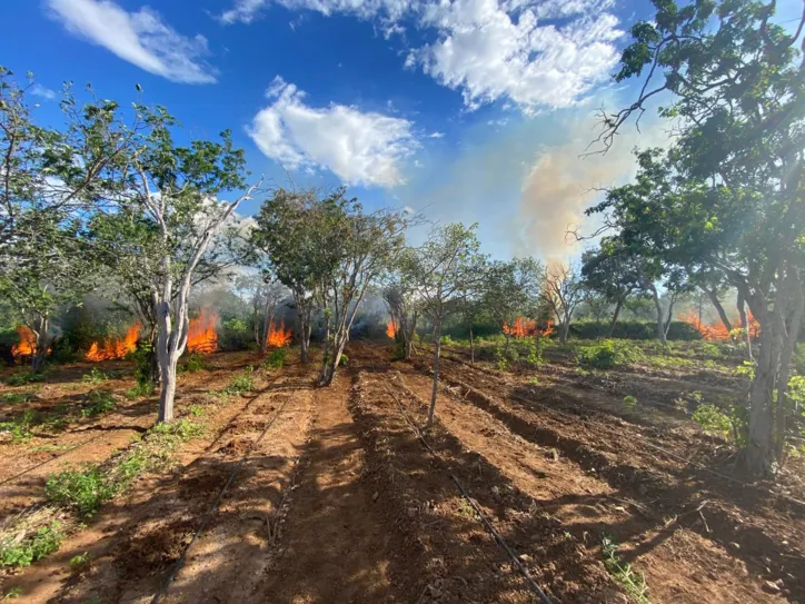 Imagem ilustrativa da imagem PF realiza erradicação de plantios de maconha no norte da Bahia