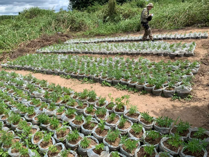 Imagem ilustrativa da imagem PF realiza erradicação de plantios de maconha no norte da Bahia