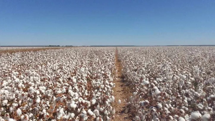 Fazenda Agrobasso, em Luiz Eduardo Magalhães, potencial região de cultivo e produção do algodão