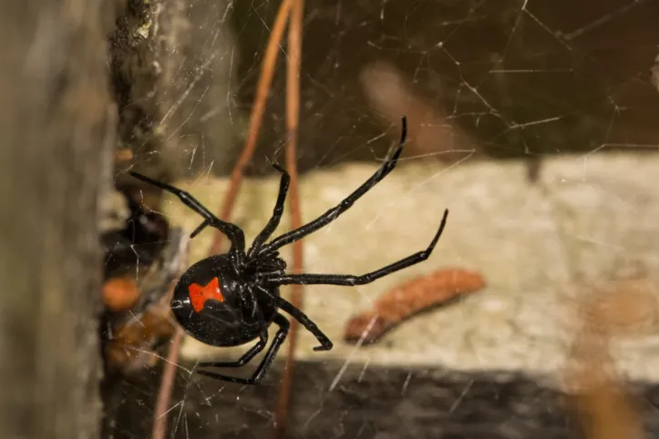 Imagem ilustrativa da imagem Saiba quais são as aranhas com picadas mais perigosas do mundo