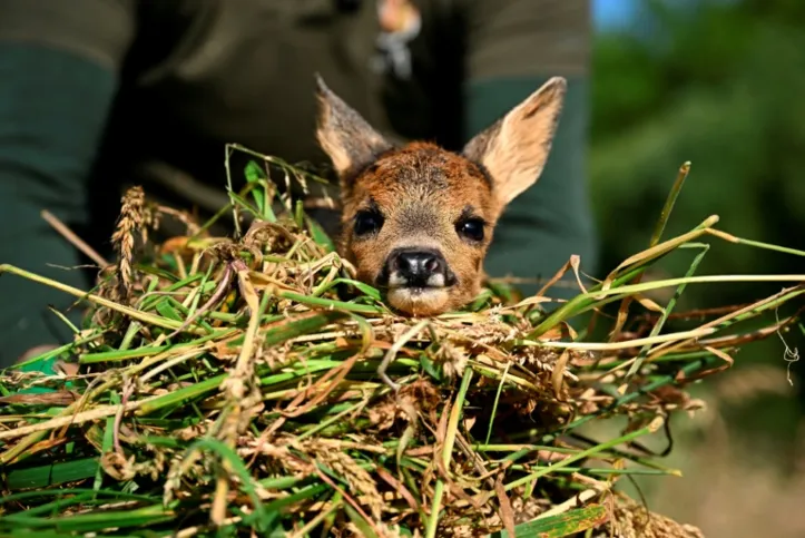 Imagem ilustrativa da imagem 'Salve o Bambi': Bélgica faz campanha para resgatar cervos filhotes