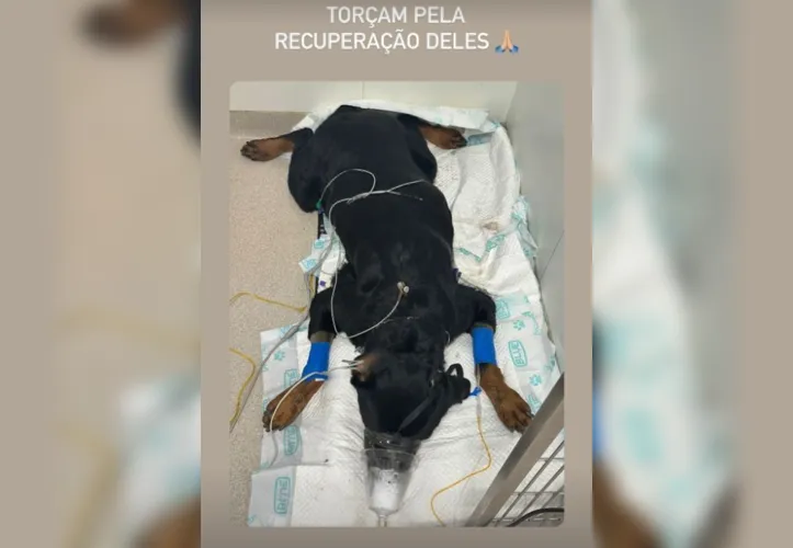 Imagem ilustrativa da imagem Cachorro do ator Cauã Reymond morre após envenenamento