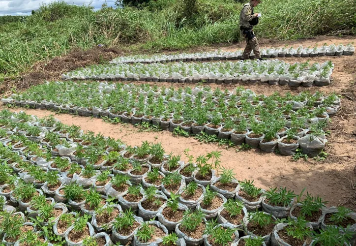 Imagem ilustrativa da imagem PF realiza erradicação de plantios de maconha no norte da Bahia