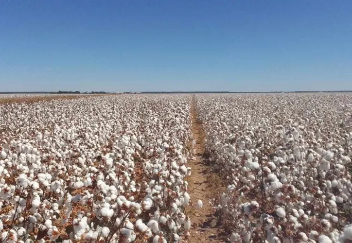 Fazenda Agrobasso, em Luiz Eduardo Magalhães, potencial região de cultivo e produção do algodão