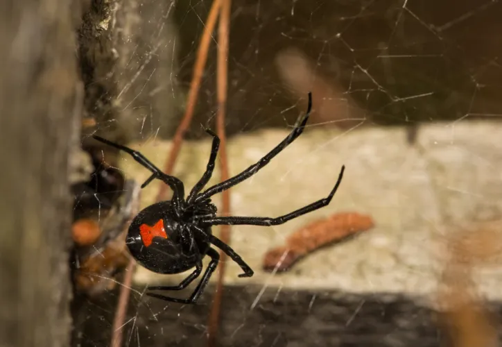 Imagem ilustrativa da imagem Saiba quais são as aranhas com picadas mais perigosas do mundo