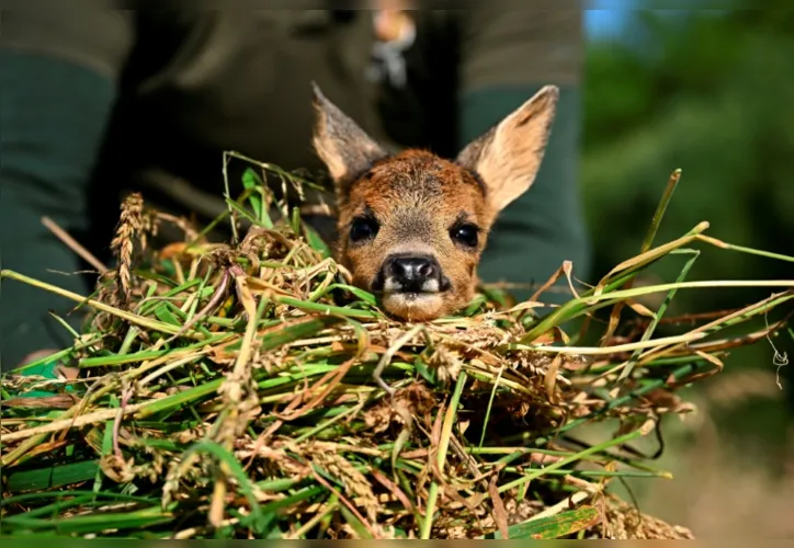 Imagem ilustrativa da imagem 'Salve o Bambi': Bélgica faz campanha para resgatar cervos filhotes