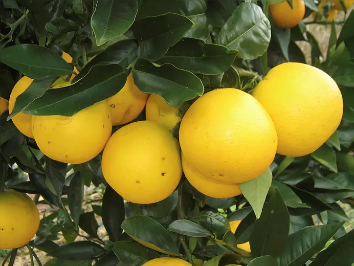 A laranja é a fruta que pode ter os maiores problemas com a massa de ar quente