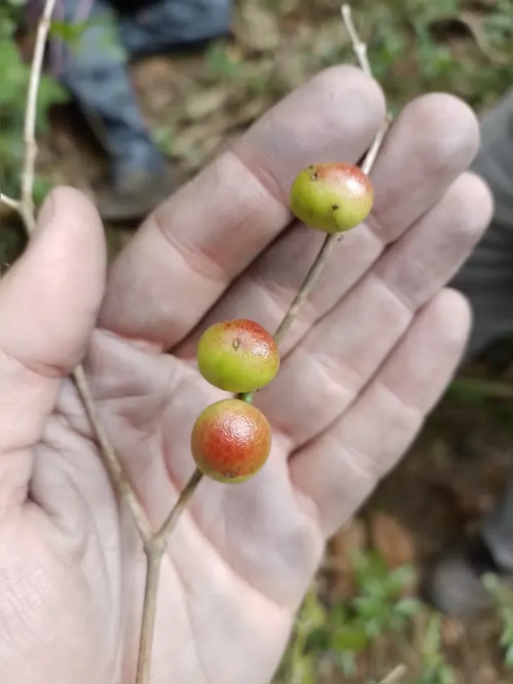 Frutos da novas espécie