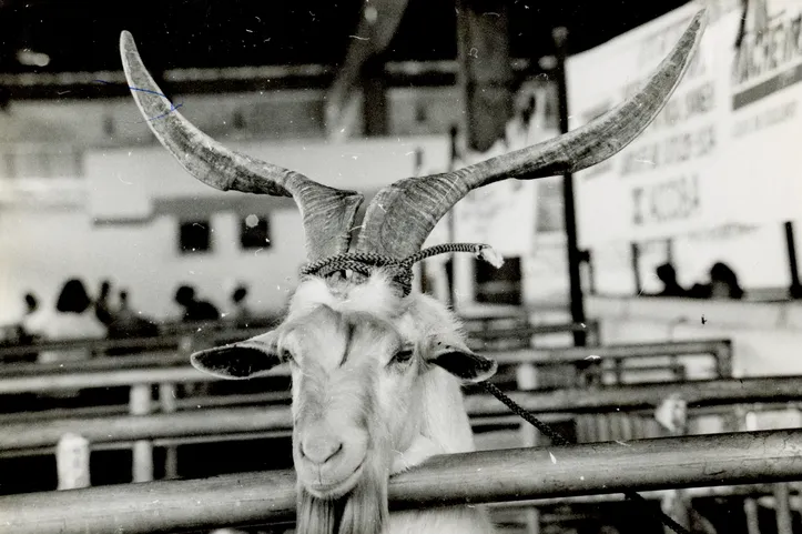 Em todas as edições do Jornal A TARDE em que a Fenagro foi notícia, as imagens publicadas destacaram aspectos importantes e também curiosidade da maior feira agropecuária do Norte-Nordeste