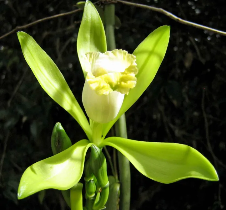 Imagem ilustrativa da imagem Especiaria milenar, a baunilha nasce de uma orquídea