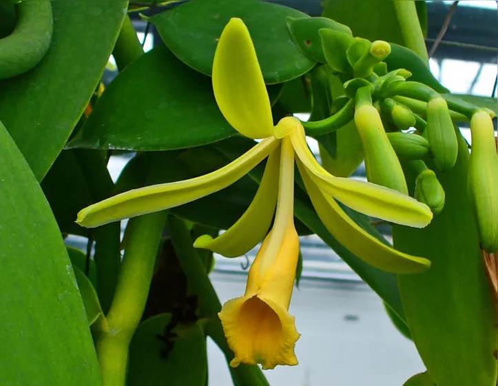 Imagem ilustrativa da imagem Especiaria milenar, a baunilha nasce de uma orquídea